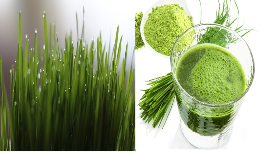 Wheatgrass Juice: व्हीट ग्रास जूस के अद्भूत फायदे, जूस से करें दिन की शुरूआत, रहेंगे तरोताजा