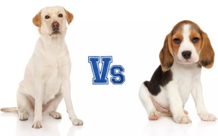 Labrador vs Beagle: Which is the best dog for apartment living?