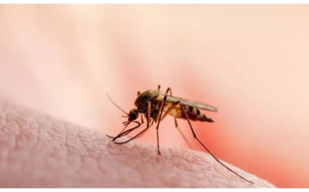 Mosquitoes may be attracted and hence, more likely to bite THIS blood type