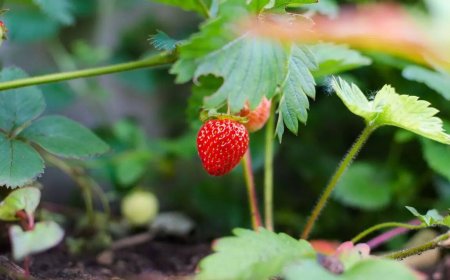 6 fast-growing fruits to plant now for a delicious summer treat