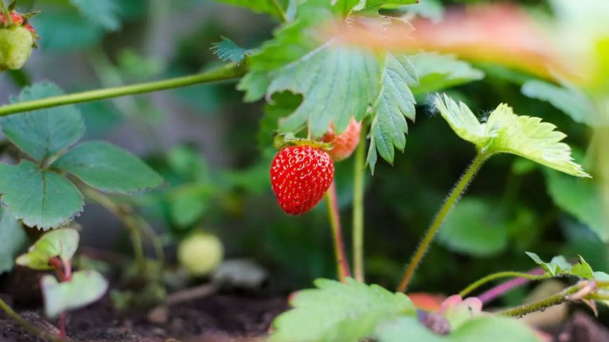 6 fast-growing fruits to plant now for a delicious summer treat