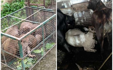 हल्द्वानी: नगर आयुक्त ऋचा सिंह के नेतृत्व में नगर निगम की सफाई और रेस्क्यू मुहिम, 21 बंदरों और 8 गोवंश का सफल रेस्क्यू