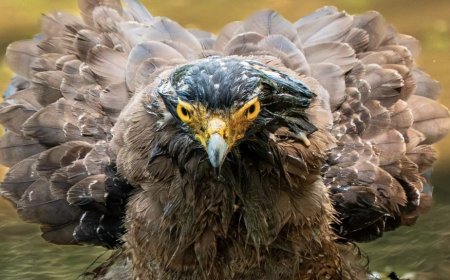 “वन्य जीव एक्शन में” थीम की फ़ोटो प्रतियोगिता में विकास डिमरी बने विजेता