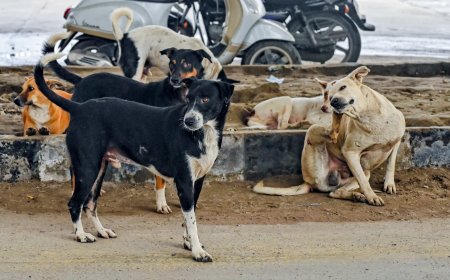 दिल्ली में आवारा कुत्तों को हटाने का सुप्रीम कोर्ट का आदेश, मेयर ने साझा किया कार्य योजना