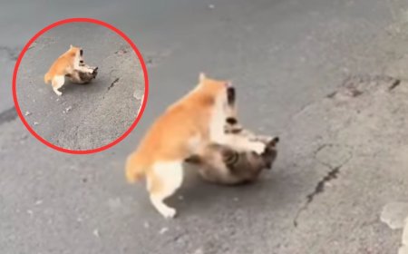 बिल्लियों का अनोखा महासंग्राम: कार से टकराकर भी नहीं रुके झगड़े