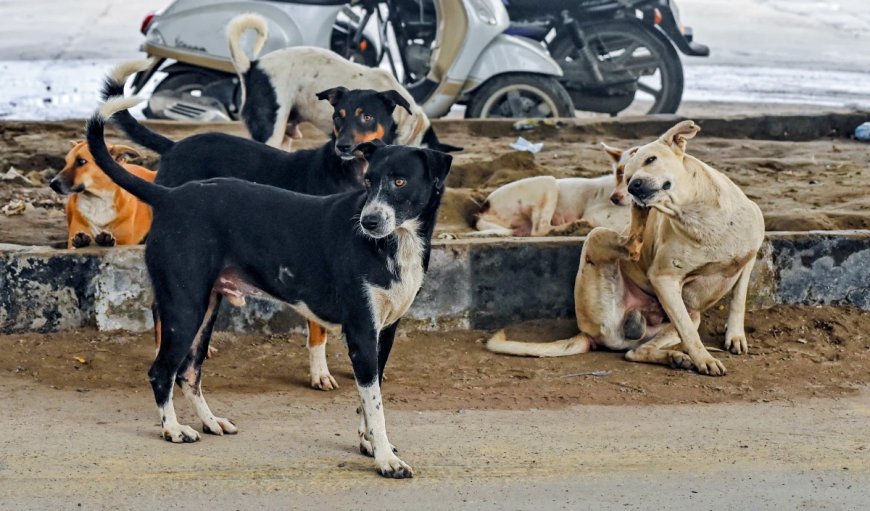 कैसे लागू होगा आवारा कुत्तों पर SC का आदेश, दिल्ली के मेयर ने बताया पूरा प्लान