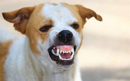 आतंक: आवारा कुत्ते ने किया चार साल की बच्ची पर हमला। बुरी तरह हुई घायल