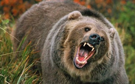 एक सप्ताह में दूसरी घटना: भालू के हमले से बचते समय महिला की मौत