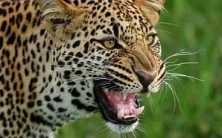 घास काट रही महिला पर गुलदार का हमला, गंभीर घायल