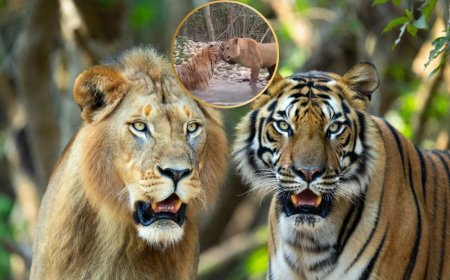 Viral Video: ‘ये दोस्ती हम नहीं तोड़ेंगे…’ इन दोनों की यारी देख आंखों पर नहीं होगी यकीन, वायरल हो रहा वीडियो