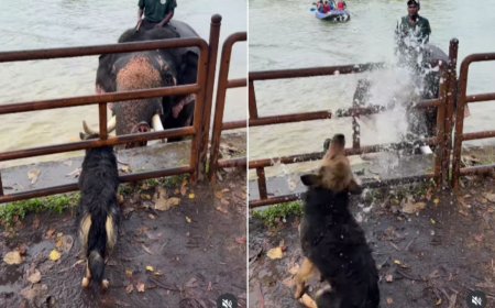 Viral Video: हाथी ने सूंड से उड़ाया बारिश जैसा पानी, डॉगी मस्त होकर नहाता रहा, वीडियो देख आप भी हो जाएंगे खुश