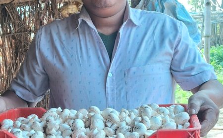 उधम सिंह नगर के अखिलेश बने मशरूम बॉय, थोड़ी खेती कर पाया लाखों का मुनाफा।