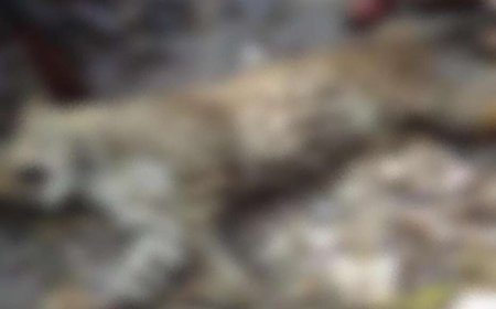 पौड़ी : गजल्ड गांव में आतंक का पर्याय बने आदमखोर गुलदार को शिकारी जॉय हुकिल ने किया ढेर