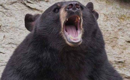 चोखटिया जंगल में भालू का खौफ: दो महिलाओं पर मिनटों के अंतराल में हमला