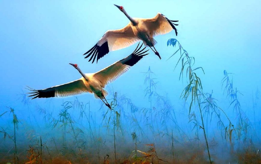 Bihar: दो पक्षियों के आगे हिमालय हुआ बौना, बिहार आने के लिए लिटिल टर्न ने तय की रिकॉर्ड 2600 किलोमीटर की यात्रा