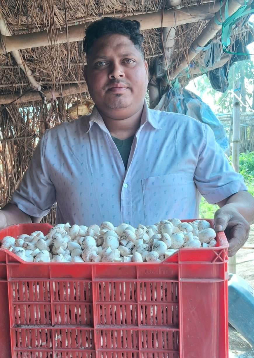 उधम सिंह नगर के अखिलेश बने मशरूम बॉय, थोड़ी खेती कर पाया लाखों का मुनाफा।