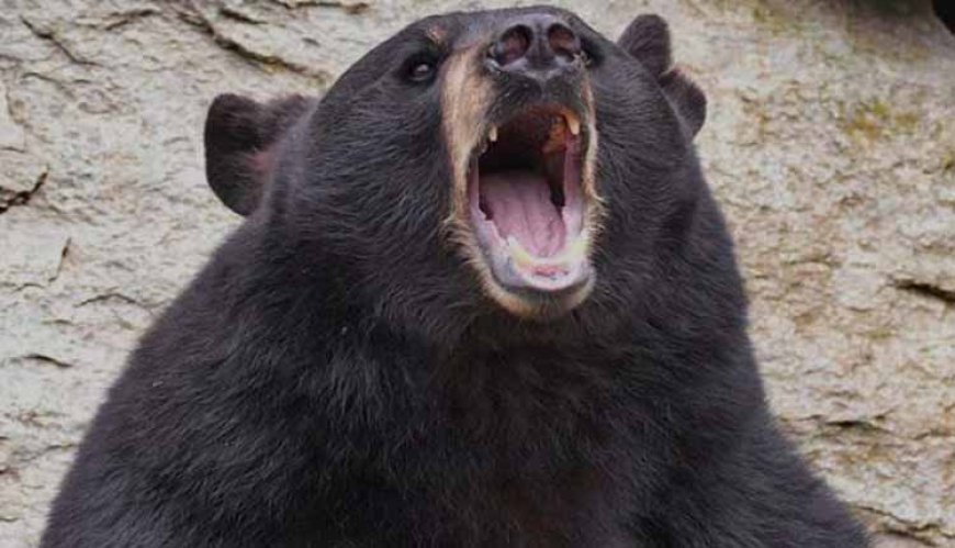 चोखटिया जंगल में भालू का खौफ: दो महिलाओं पर मिनटों के अंतराल में हमला