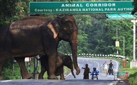 उत्तराखंड में वन्यजीवों का सुरक्षित भविष्य: 12 किमी लंबा एशिया का सबसे बड़ा वन्यजीव कॉरिडोर