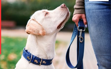 हमीरपुर में पालतू कुत्तों की हरकतों पर लगा प्रतिबंध, जुर्माना देने को मजबूर!