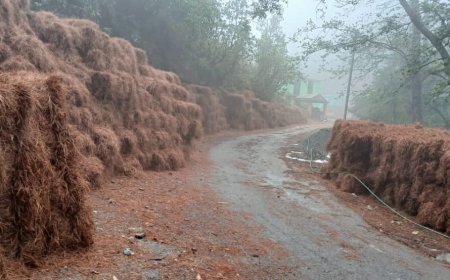 उत्तराखंड: नैनीताल की महिलाओं ने जुटाए 2357 क्विंटल पीरुल, बढ़ाई पर्यावरण सुरक्षा की दिशा