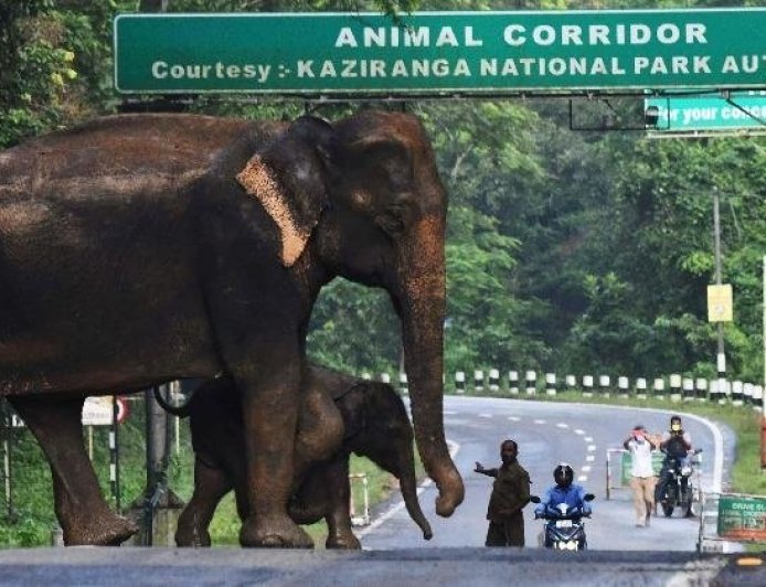 उत्तराखंड में वन्यजीवों का सुरक्षित भविष्य: 12 किमी लंबा एशिया का सबसे बड़ा वन्यजीव कॉरिडोर