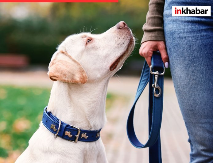 हमीरपुर में पालतू कुत्तों की हरकतों पर लगा प्रतिबंध, जुर्माना देने को मजबूर!