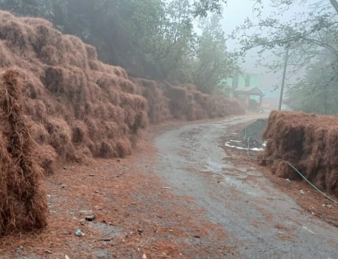 उत्तराखंड: नैनीताल की महिलाओं ने जुटाए 2357 क्विंटल पीरुल, बढ़ाई पर्यावरण सुरक्षा की दिशा