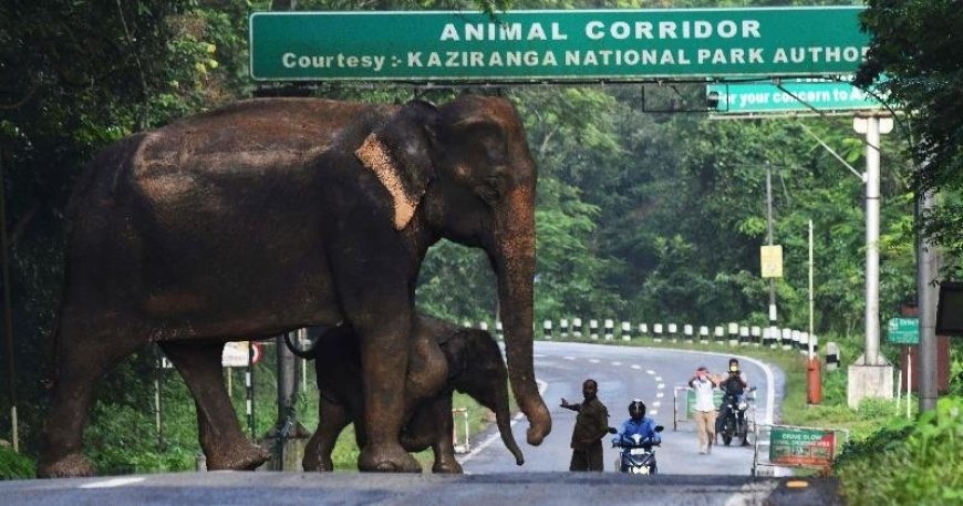 उत्तराखंड में वन्यजीवों का सुरक्षित भविष्य: 12 किमी लंबा एशिया का सबसे बड़ा वन्यजीव कॉरिडोर