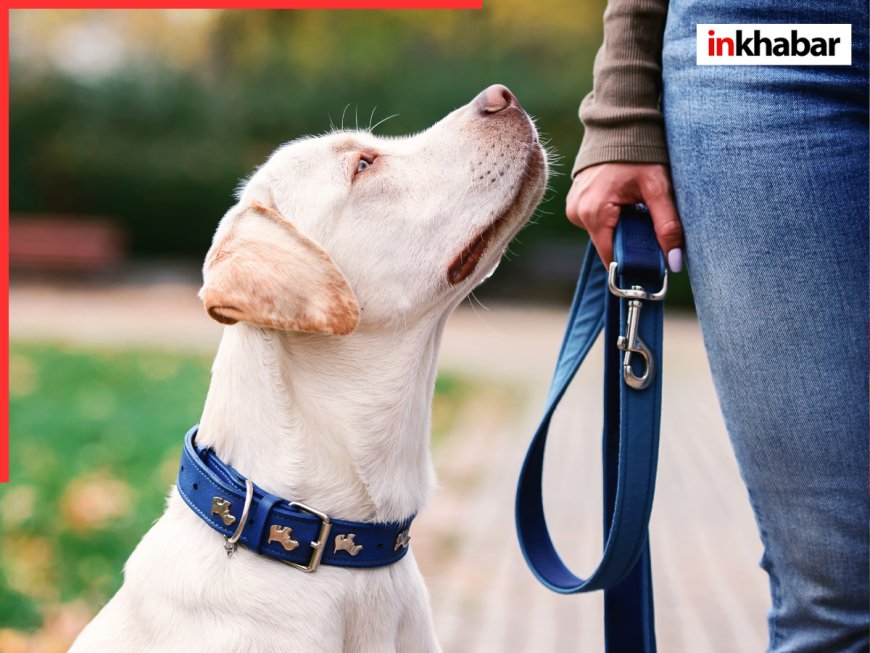 हमीरपुर में पालतू कुत्तों की हरकतों पर लगा प्रतिबंध, जुर्माना देने को मजबूर!