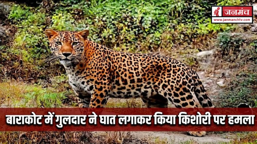 बाराकोट में किशोरी पर गुलदार का घातक हमला, प्रशासन ने समय पर बचाई जान