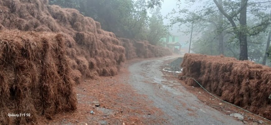 उत्तराखंड: नैनीताल की महिलाओं ने जुटाए 2357 क्विंटल पीरुल, बढ़ाई पर्यावरण सुरक्षा की दिशा