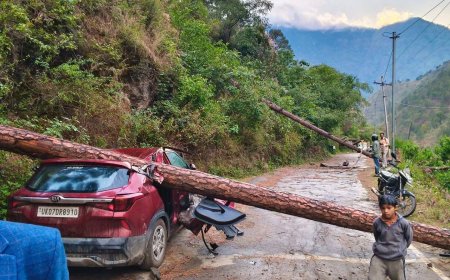 उत्तराखंड के उत्तरकाशी में भारी तूफान से गाड़ी पर गिरा विशालकाय पेड़, जनहानि से बचाव