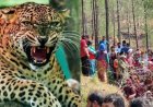 पौड़ी: दिनदहाड़े घास लेने गई महिला को गुलदार ने बनाया शिकार, क्षेत्र में फैला आतंक