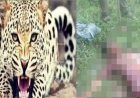 उत्तराखंड: तेंदुए के हमले में वृद्धा की जान गई, ग्रामीणों की गोली मारने की मांग