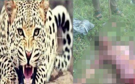 उत्तराखंड: तेंदुए के हमले में वृद्धा की जान गई, ग्रामीणों की गोली मारने की मांग