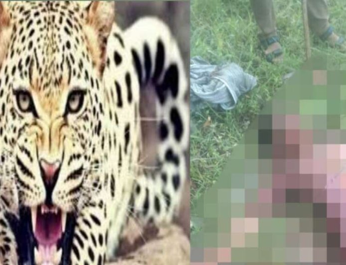 उत्तराखंड: तेंदुए के हमले में वृद्धा की जान गई, ग्रामीणों की गोली मारने की मांग