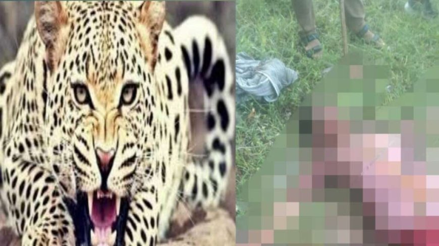 उत्तराखंड: तेंदुए के हमले में वृद्धा की जान गई, ग्रामीणों की गोली मारने की मांग
