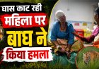 घास काटने वाली महिला पर बाघ का हमला, बहू ने बचाई जान, क्षेत्र में दहशत फैली