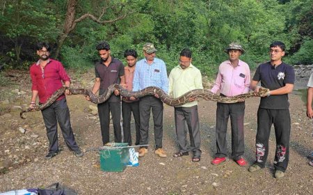 उत्तराखंड में मिला 18 फीट लंबा विशालकाय अजगर, जानें पूरे मामले की हैरान कर देने वाली बातें