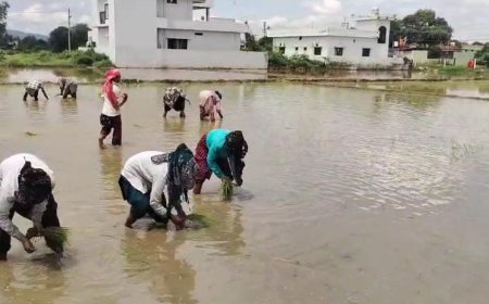 देहरादून की सांस्कृतिक धरोहर फिर से जिंदा! ‘दून बासमती’ का पुनर्जीवन