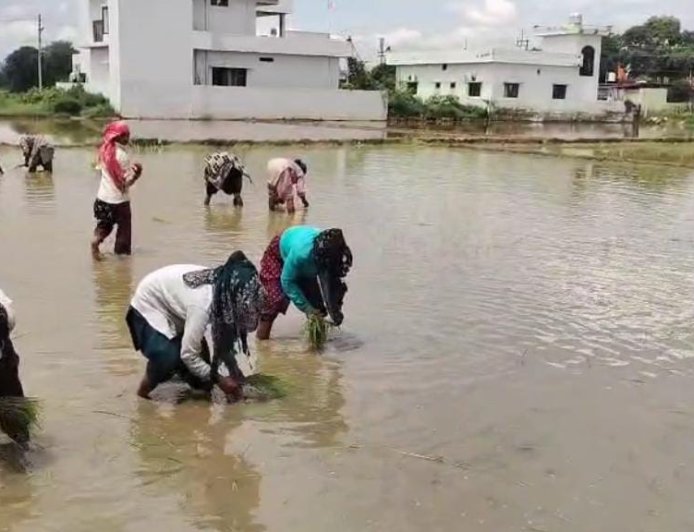 देहरादून की सांस्कृतिक धरोहर फिर से जिंदा! ‘दून बासमती’ का पुनर्जीवन
