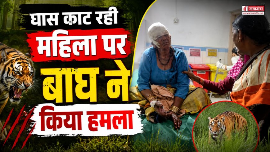 घास काटने वाली महिला पर बाघ का हमला, बहू ने बचाई जान, क्षेत्र में दहशत फैली
