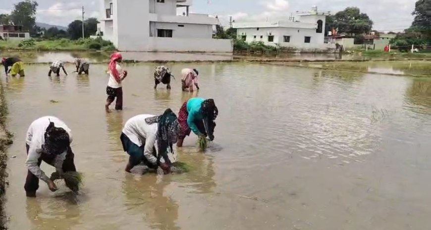 देहरादून की सांस्कृतिक धरोहर फिर से जिंदा! ‘दून बासमती’ का पुनर्जीवन