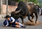 अंबाला में आवारा सांड का आतंक: छात्रा पर जानलेवा हमला, बढ़ी चिंताएं