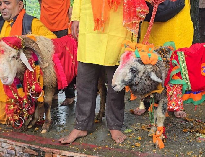 आस्था या दैवीय चमत्कार: नंदा बड़ी जात में अगुआई कर रहे एक नहीं बल्कि दो दो चौसिंग्या खाडू