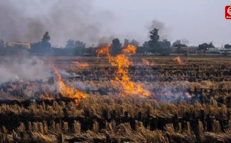 पराली जलाने के खिलाफ सख्त कदम, पंजाब-हरियाणा के 34 जिलों में CPCB की निगरानी